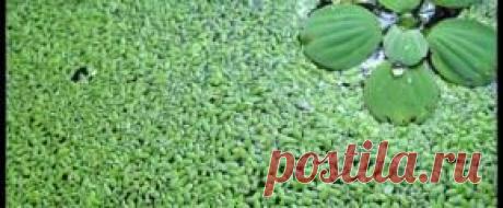 Растения аквариумные