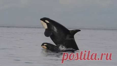 Стая косаток у побережья Японии, вероятно, спаслась из ледяного плена. Группа косаток, попавших в ледяной плен у японского побережья, вероятно, могла из него благополучно выбраться. Такое мнение выразил в беседе с ТАСС представитель муниципалитета города Раусу на японском острове Хоккайдо, в зоне которого ...