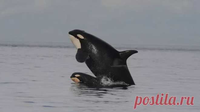 Стая косаток у побережья Японии, вероятно, спаслась из ледяного плена. Группа косаток, попавших в ледяной плен у японского побережья, вероятно, могла из него благополучно выбраться. Такое мнение выразил в беседе с ТАСС представитель муниципалитета города Раусу на японском острове Хоккайдо, в зоне которого ...