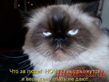 Котоматрицы великолепные, каждая с доброй улыбкой!!!