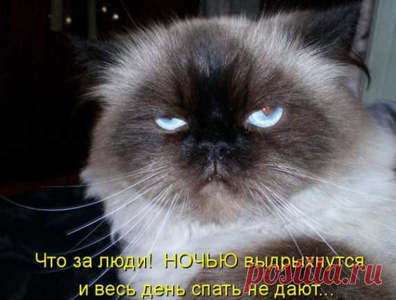 Котоматрицы великолепные, каждая с доброй улыбкой!!!