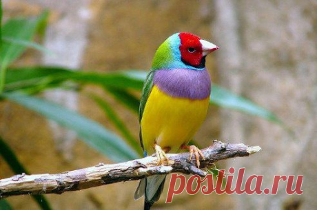 (71) Одноклассники