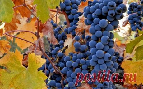 Подготовка винограда к зиме – правильный уход и укрытие Многие садоводы не решаются выращивать виноград в регионах с умеренным и холодным климатом. В действительности гибкую лиану значительно легче укрыть на зиму, чем деревья и кустарники, она легко снимается с опор и пригибается к земле. Усилиями селекционеров выведены скороспелые сорта, которые успевают вызревать в условиях прохладного лета.