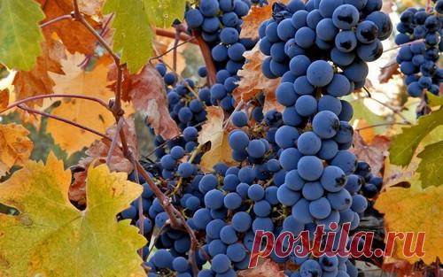 Подготовка винограда к зиме – правильный уход и укрытие Многие садоводы не решаются выращивать виноград в регионах с умеренным и холодным климатом. В действительности гибкую лиану значительно легче укрыть на зиму, чем деревья и кустарники, она легко снимается с опор и пригибается к земле. Усилиями селекционеров выведены скороспелые сорта, которые успевают вызревать в условиях прохладного лета.