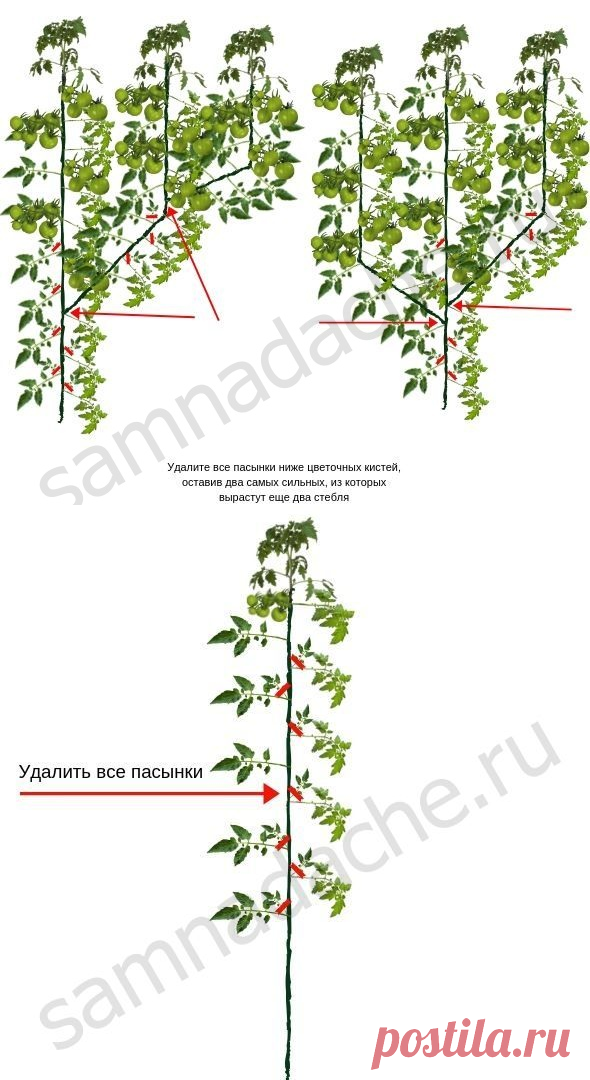 Пасынкование помидоров: как правильно пасынковать и прищипывать помидоры в теплице
