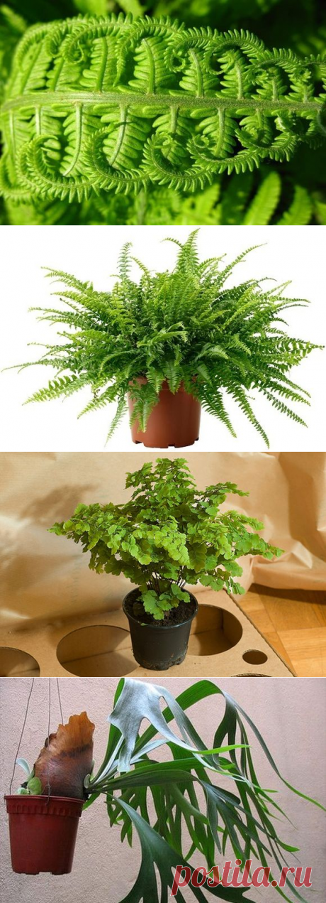 Виды и сорта комнатных папоротников: Нефролепис, Венерин волос, Олений рог