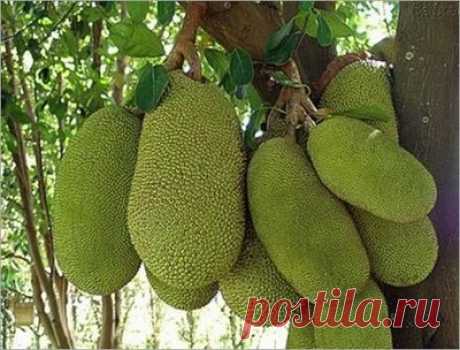 Jaca Mole - Jardim Exótico - O maior portal de mudas do Brasil.