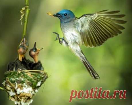 Птицы — символ свободы, грации и хрупкости природы