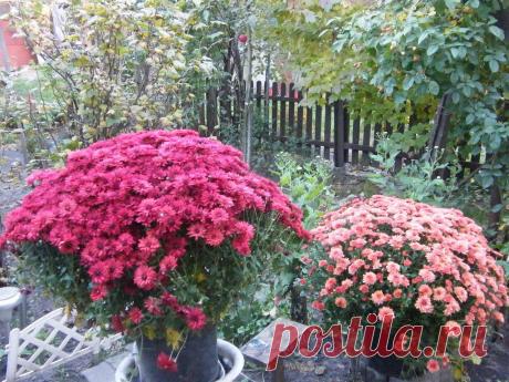 ЦВЕТЫ НА ДАЧЕ