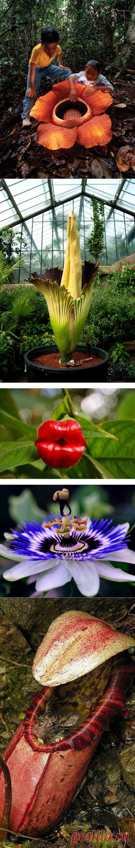 10 самых необычных цветков мира