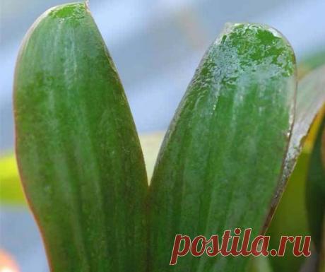 Болезни орхидей и их лечение: липкие листья, причины появления, способы устранения проблемы, меры профилактики, фото