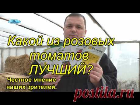 Розовые высокорослые томаты - какие из них самые лучшие?