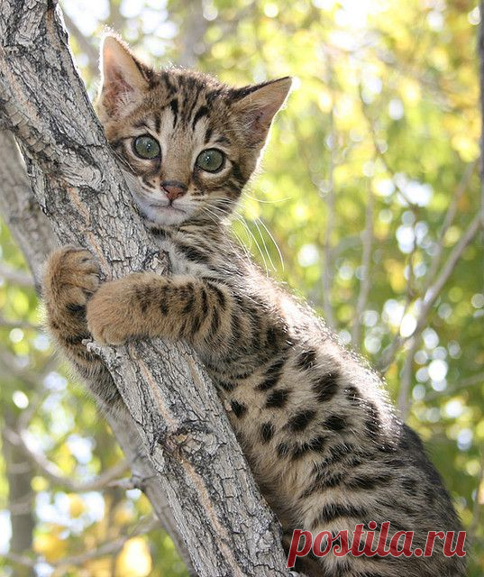 Bengal kitten,  flickr от sarimckinney  |  Найдено на сайте flickr.com.