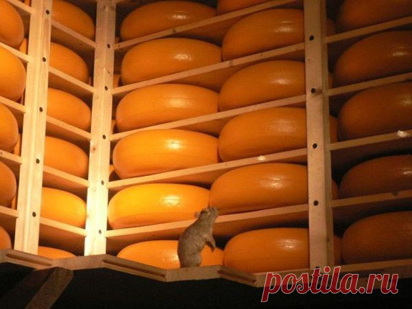 Забавные фотографии поднимут вам настроение | Домашняя аптечка