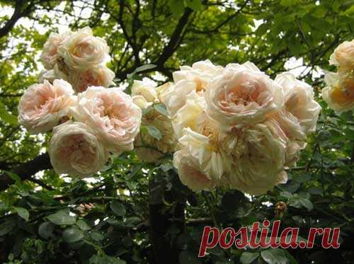 Плетистые розы по группам, рамблеры и клайминги - DomFloris.ru