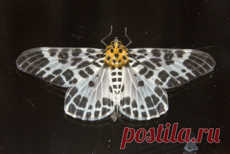 _Z2A0818 Pogonopygia nigralbata Geometridae, Ennominae