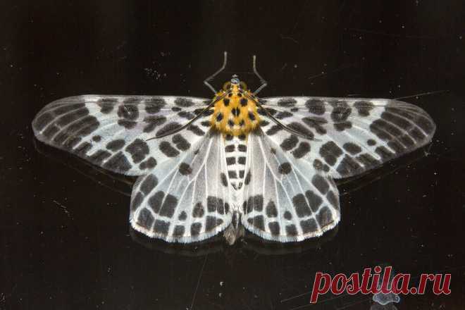 _Z2A0818 Pogonopygia nigralbata Geometridae, Ennominae