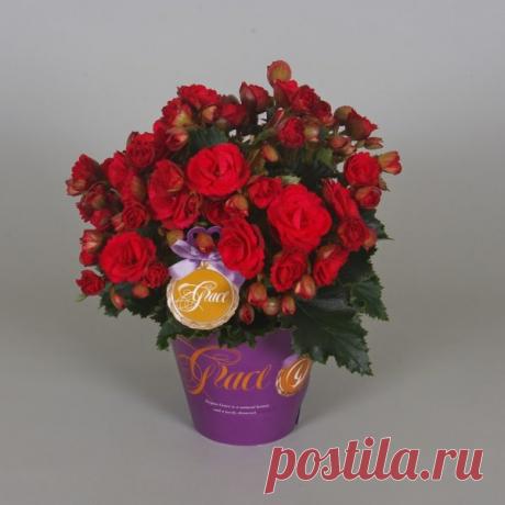 Фото и названия красивых комнатных цветов