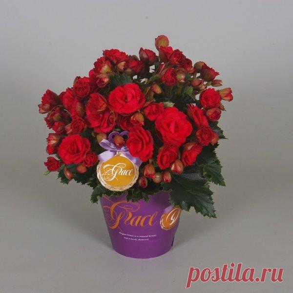 Фото и названия красивых комнатных цветов