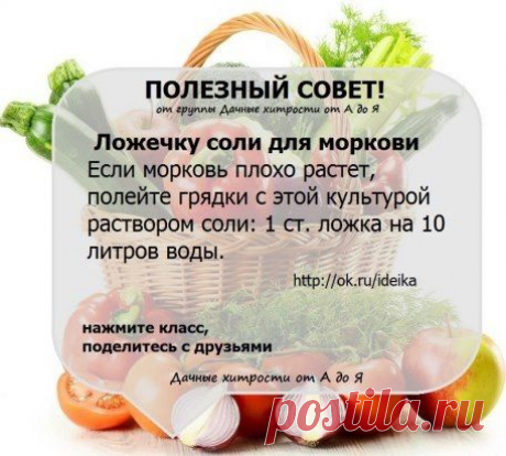 для прироста моркови полить солевым раствором