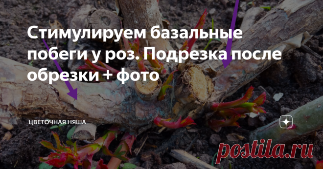 Стимулируем базальные побеги у роз. Подрезка после обрезки + фото Для хорошего цветения розовые кусты должны омолаживаться, и для этого у роз существуют базальные побеги.  Это побеги возобновления, мощные ветки, растущие из основания куста.
