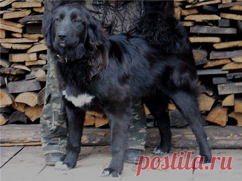 Чарка - монгольская АПчарка. 8 мес.