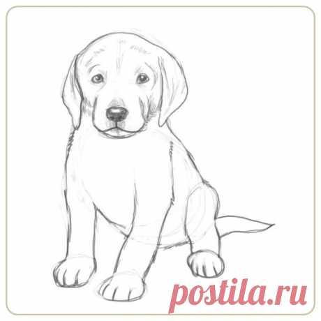 как нарисовать собаку: 68 тыс изображений найдено в Яндекс.Картинках