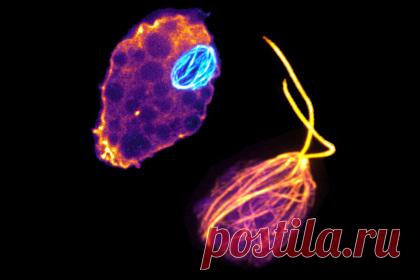 Раскрыта структура пожирающих мозг амеб. Международная группа ученых во главе с исследователями из Массачусетского университета в Амхерсте выяснили, что амеба Naegleria fowleri, известная как «пожирающая мозг», имеет богатый набор белков тубулинов, выполняющих важные функции внутри клеток. Результаты исследования помогут разработать методы лечения.