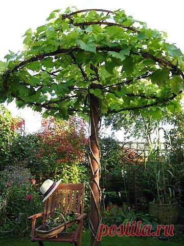Grape vines trained as an umbrella! | Gardening