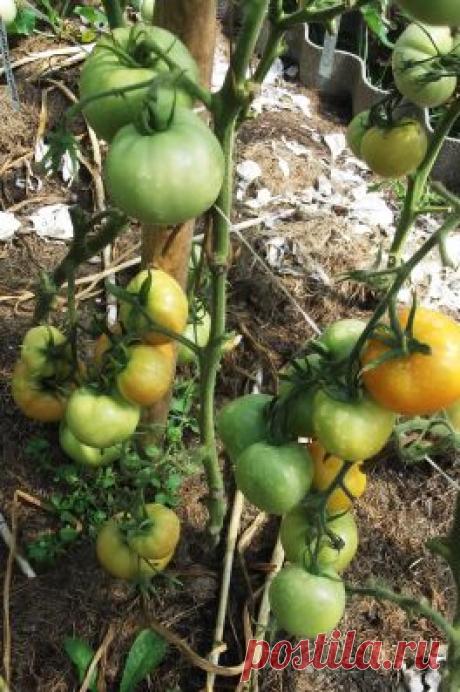 Пасынкование томатов, посоветуйте - Садоводка