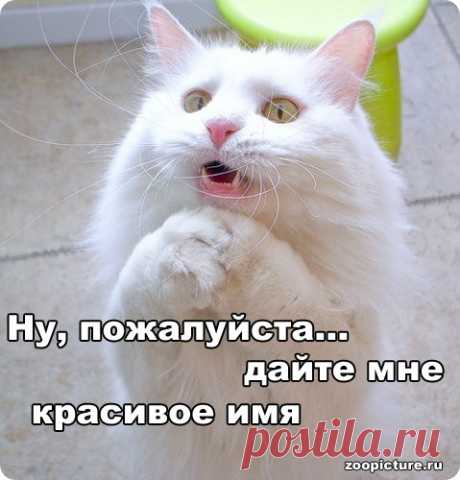 Воспитание кошек | Подружки