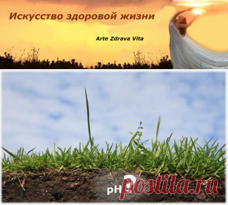 Уникальные способы проверки почвы - Искусство здоровой жизни