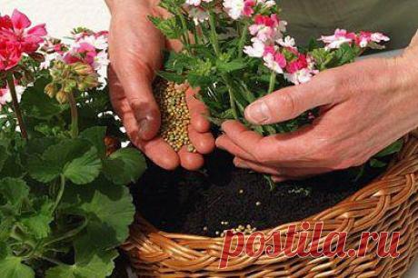 Натуральные удобрения для домашних цветов