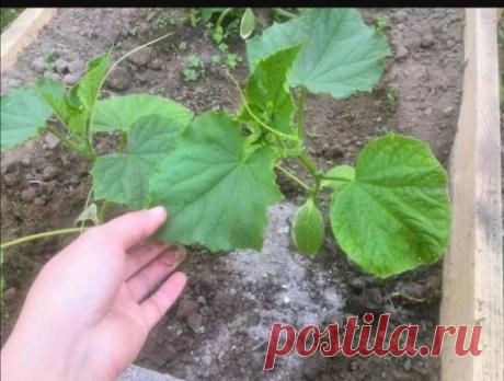 Витаминная бомба для огурцов, супер быстрый рост.
Чаще всего рассада огурцов останавливается в развити из за резкого перепада температур и дальнейший рост замедляется, поэтому всегда утепляйте свои огурчики агроволокном или обычной плёнкой.
Чтобы избежать замедления в росте, необходимо, внесение правильной подкормки, с так называемым стимулятором роста. Я не буду вам рассказывать о бешено дорогих прикормках и добавках, я расскажу Вам самое простое и эффективное средство, к...