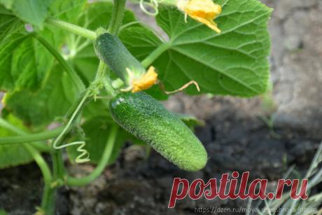 ღ"Желтеют и опадают завязи у огурцов": проводим внекорневую подкормку