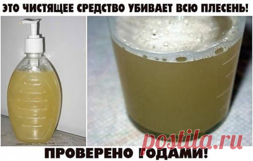 СРЕДСТВО ОТ ПЛЕСЕНИ - Искусство здоровой жизни