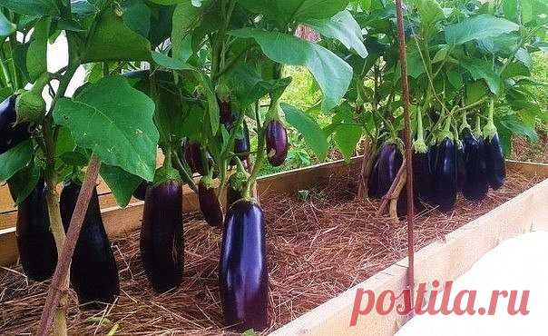 Выращиваем баклажаны на теплой грядке.