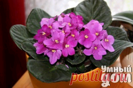 Как добиться пышного &quot;шапочного&quot; цветения у фиалок?