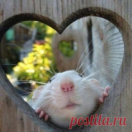 )))