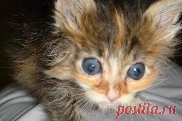 Свою кроху нашла в другой стране. Посмотрите, какая прелесть выросла! | Все о наших питомцах