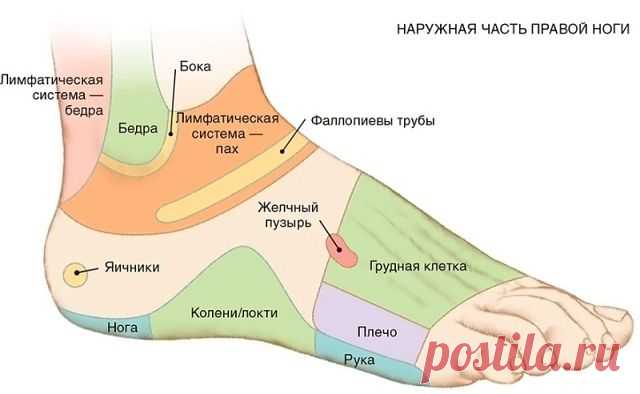 7 АКТИВНЫХ ТОЧЕК НА СТОПЕ ВЕРНУТ ВАС К ЖИЗНИ ЗА ПАРУ МИНУТ!

1. Массируя большой палец ноги, вы воздействуете на гипоталамус. Это очень полезно людям, которые страдают избыточным весом, — нажатия на эту точку помогают контролировать аппетит, способствуют естественному похудению.

2. В центре большого пальца находится точка, отвечающая за работу гипофиза — главной гормональной железы. Никакой гормональный дисбаланс вам не будет страшен, если уделять этой точке достаточно вн...