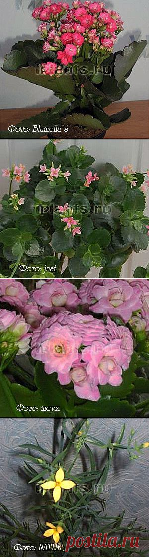 Каланхоэ Kalanchoe - Комнатные растения и цветы