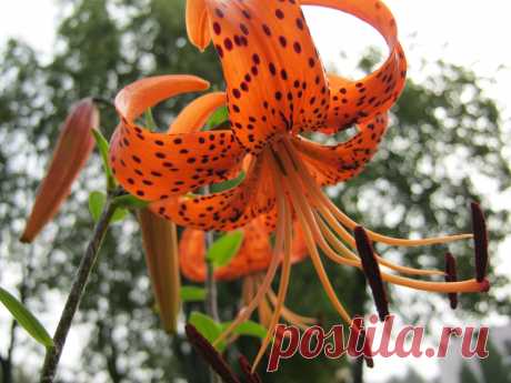 Мир цветов | Фотографии L.A.M. @@@@@@ | 787 фото