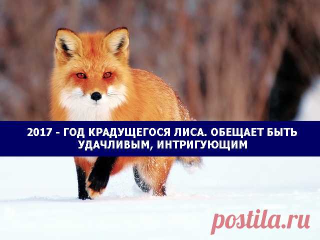 2017 — год крадущегося лиса. Обещает быть удачливым, интригующим, финансово выгодным