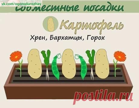 Природное земледелие, пермакультура, ЭМ
