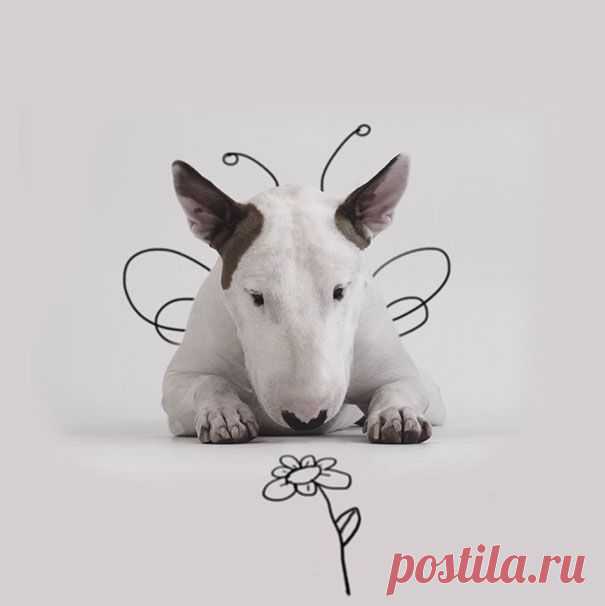 Этого парня "бросила" жена,оставив ему лишь собаку и голые стены и вот что он сделал))