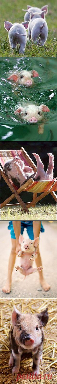 curly tails. | Gardening & Other Cool Things