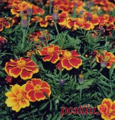 Настой бархатцев - бактерицидное противовоспалительное средство!