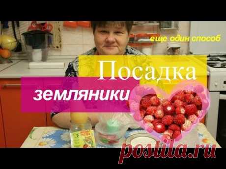 Посадка земляники в &quot;улитку&quot; на туалетную бумагу.