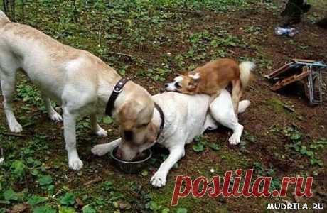 и кнутом и пряником